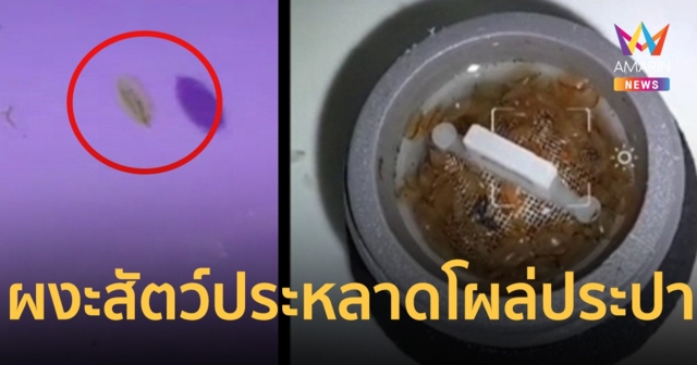 ผงะสัตว์ประหลาดโผล่ประปาระยอง ตัวอะไรยั้วเยี้ยเต็มไปหมด