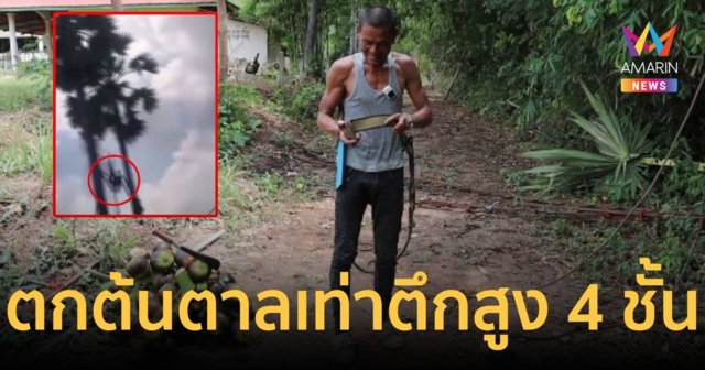 ระทึก หนุ่มพลัดตกต้นตาลสูงกว่า 10 เมตร หรือเท่าตึกสูง 4 ชั้น