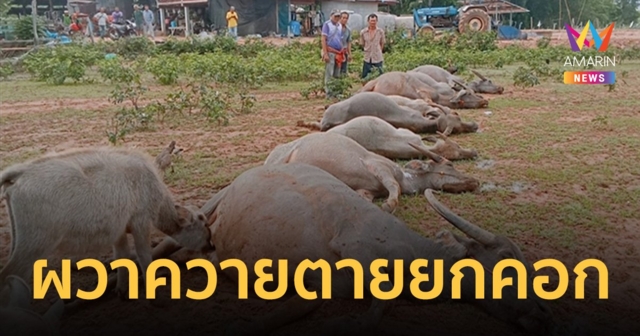 ผวา! เจ้าของควายคาใจควายตายปริศนารวด 8 ตัว สาหัสอีก 3