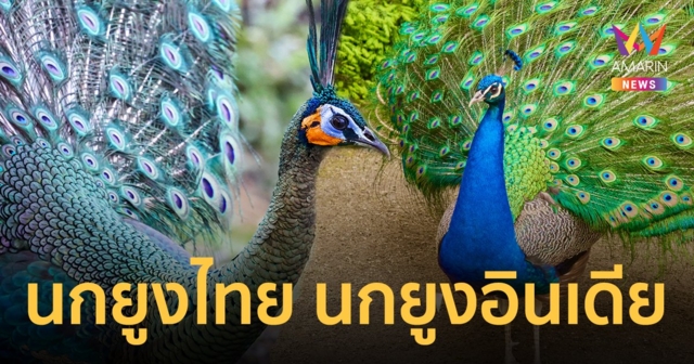 ส่องข้อแตกต่าง นกยูงไทย นกยูงอินเดีย คนละสปีชีส์ เพราะฉะนั้นจะมาเป็นนกยูงเหมือนกันไม่ได้