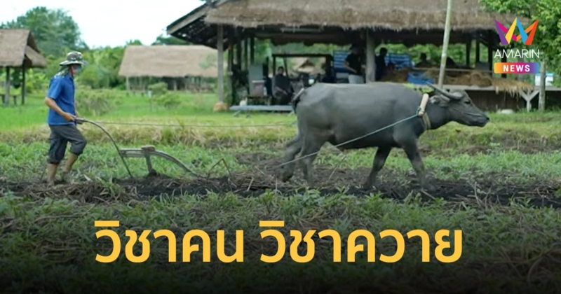 กาสรกสิวิทย์ โรงเรียนสอนควาย เรียนรู้วิชาคน วิชาควาย เรียบง่ายใช้ได้จริง