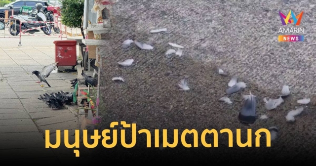 อีกแล้ว! มนุษย์ป้าให้อาหารนกพิราบ กว่า 100 ตัว เพื่อนบ้านระอา