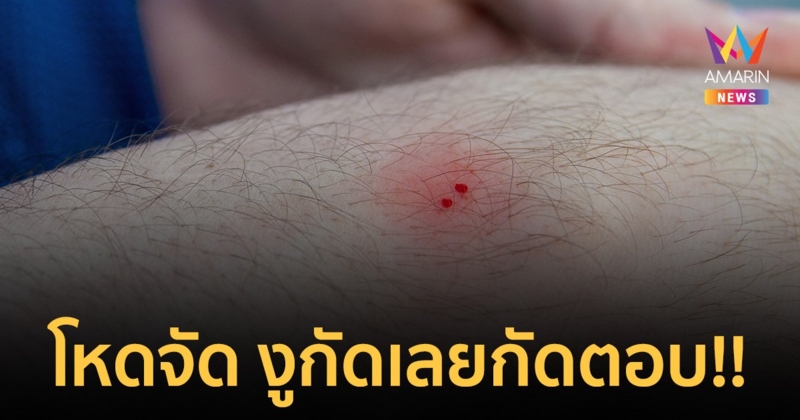 โหดเกินทนคนอย่างเธอ! หนุ่มถูกงูกัด โมโหจัดเลยกัดตอบ เหลือเชื่อ งูตาย-คนรอด บอกให้ฟังชัดๆ ที่กัดไปมีเหตุผล