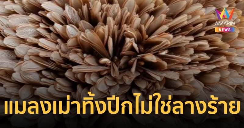 อ.เจษฎาเฉลยแล้ว! ทำไมแมลงเม่ารวมกลุ่มคล้าย ดอกทานตะวัน