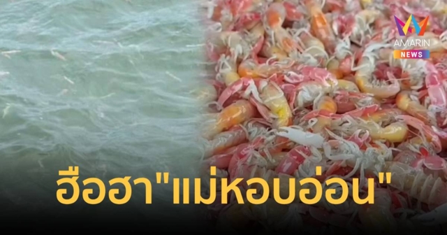 ฮือฮา“แม่หอบอ่อน” โผล่บางแสน ชาวบ้านจับขายกก.ละ 100 บาท