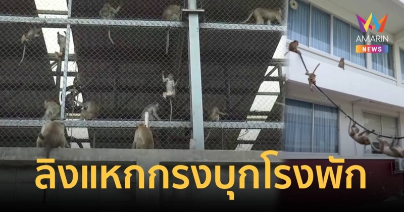 ตำรวจผวา!ลิงหัวโจกตลาดมโนราห์ พาพวกแหกกรง บุกโรงพัก คาดมาแก้แค้น