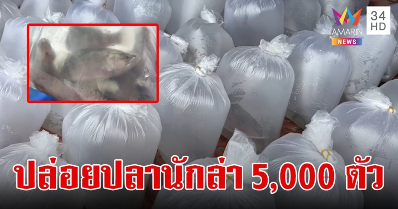ปล่อยปลากะพง 5,000 ตัว ล่าปลาหมอคางดำ พร้อมโชว์เมนูเด็ดสอนทำปุ๋ยหมัก