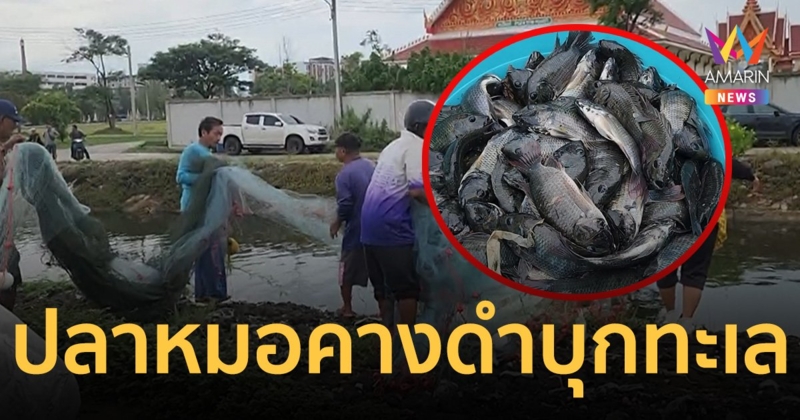 หัวหินระดมกำจัด ปลาหมอคางดำ ล่าสุดเจอในทะเลห่างฝั่ง 2 ไมล์