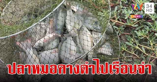 ราชทัณฑ์ รับจบ นำปลาหมอคางดำทำเมนูในเรือนจำ สั่งผู้ต้องขังมีทักษะประมงไปออกล่า
