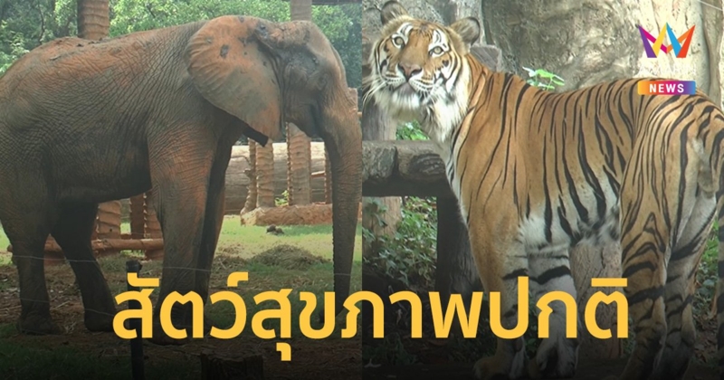 สวนสัตว์โคราช แจง ดรามา ช้างเข่าบวม-เสือโคร่งผอม-เสือดำท้องนูน