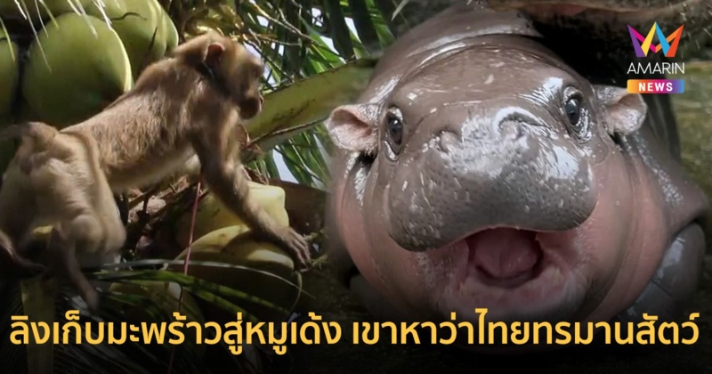 PETA (พีต้า) จุดประสงค์ที่แท้จริงของการก่อตั้งองค์กร เคยพิพาทกับไทยเรื่องอะไรบ้าง ก่อนหน้าปม "หมูเด้ง"