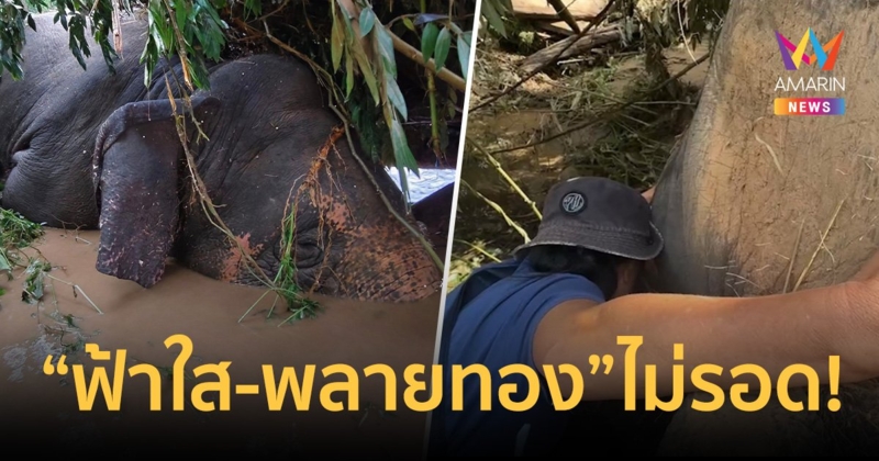 เจ้าของศูนย์บริบาลช้าง โผเข้ากอด “ฟ้าใส-พลายทอง” ร้องไห้เสียใจสูญเสียสัตว์รัก