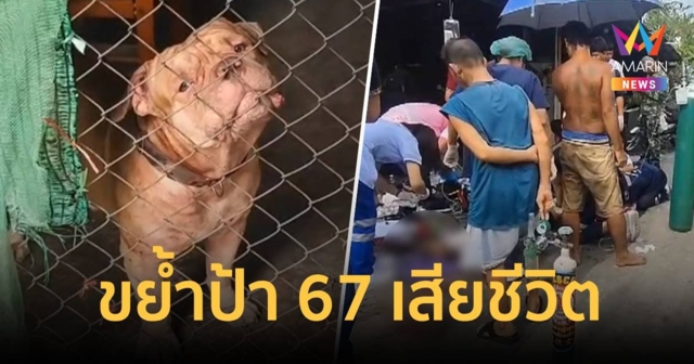 พิตบุลล์ขย้ำป้าวัย 67 ปี เสียชีวิต