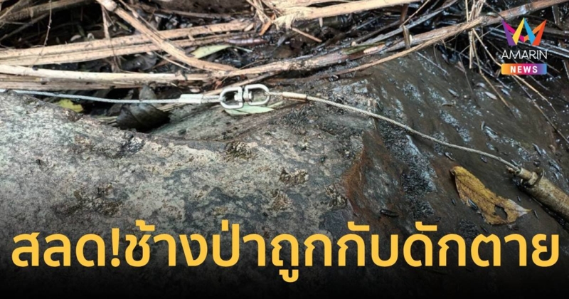 เศร้า! ช้างป่าถูกกับดักสปริงตาย เขตรักษาพันธุ์สัตว์ป่าภูหลวง จ.เลย