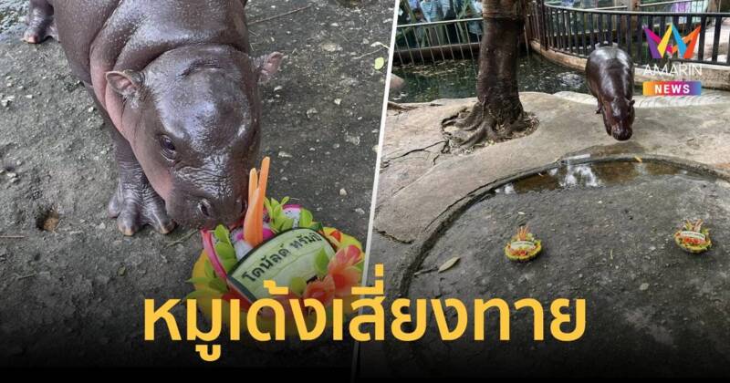 หมูเด้ง เสี่ยงทาย เลือกตั้งประธานาธิบดีสหรัฐฯ