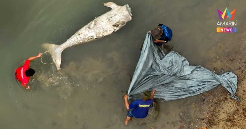 โลกออนไลน์แห่แชร์ภาพสุดสะเทือนใจ ซากพะยูนโดนตัดหัว ลอยอืดในทะเล