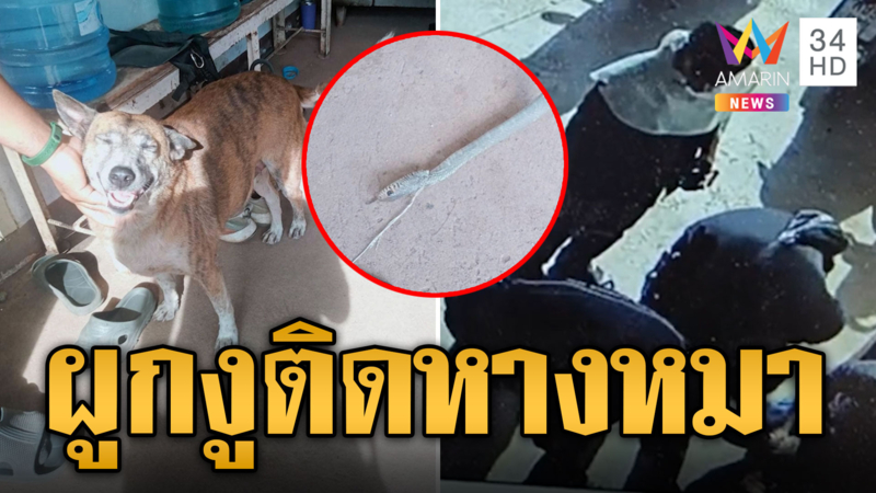 สุดชั่ว! คนใจร้ายผูกงูติดหาง “นางเสือ” หมาเคารพกฎจราจร วิ่งหนีเตลิด