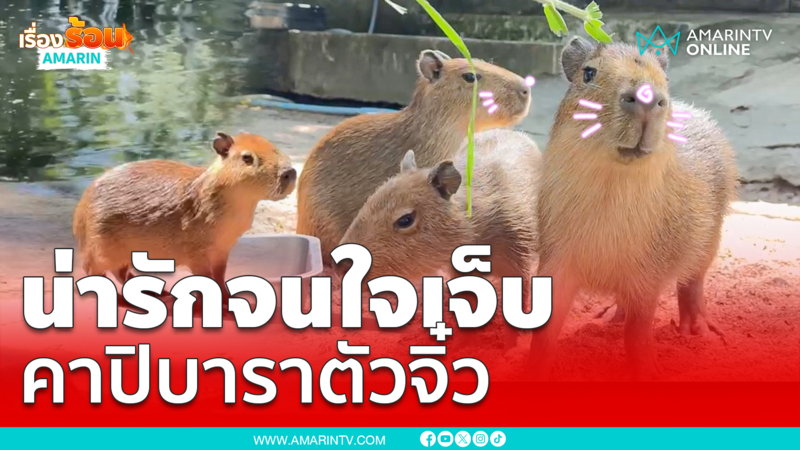 น่ารักจนใจเจ็บ! 3 สมาชิกใหม่เขาเขียว ลูก "คาปิบารา" หนูยักษ์หน้านิ่ง