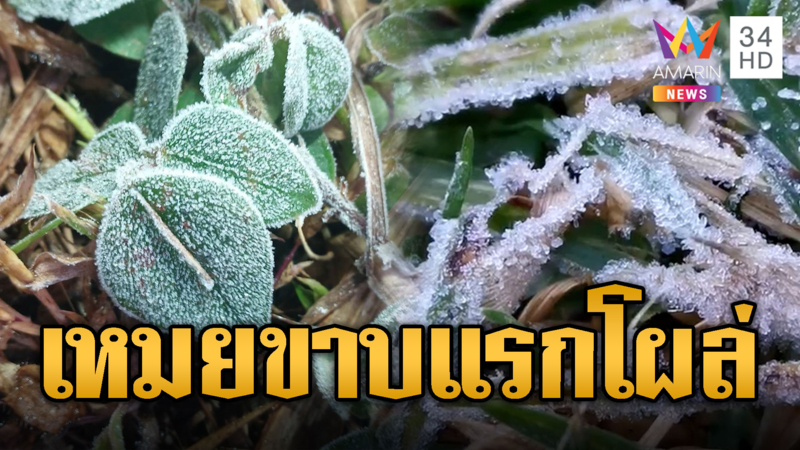 เหนือหนาวแล้ว! เหมยขาบแรกโผล่ กิ่วแม่ปานเที่ยวฟิน 4 องศา 