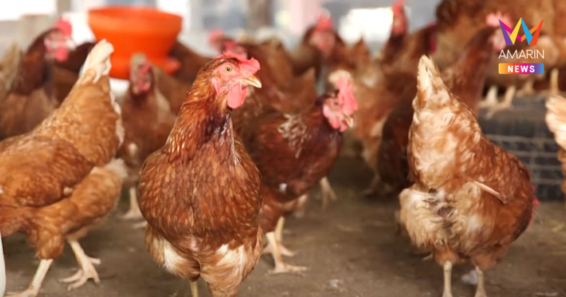 เลี้ยงไก่ไข่เกิน 1,000 ตัว กฎหมายใหม่บอกต้องขอใบอนุญาตจริงหรือ ?