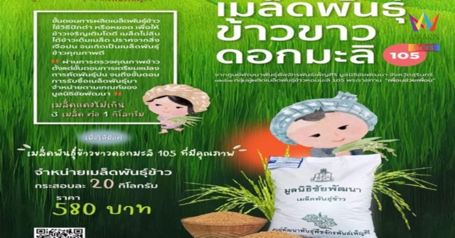 “เมล็ดพันธุ์ข้าวขาวดอกมะลิ 105” เมล็ดพันธุ์ข้าวคุณภาพสำหรับเกษตรกร