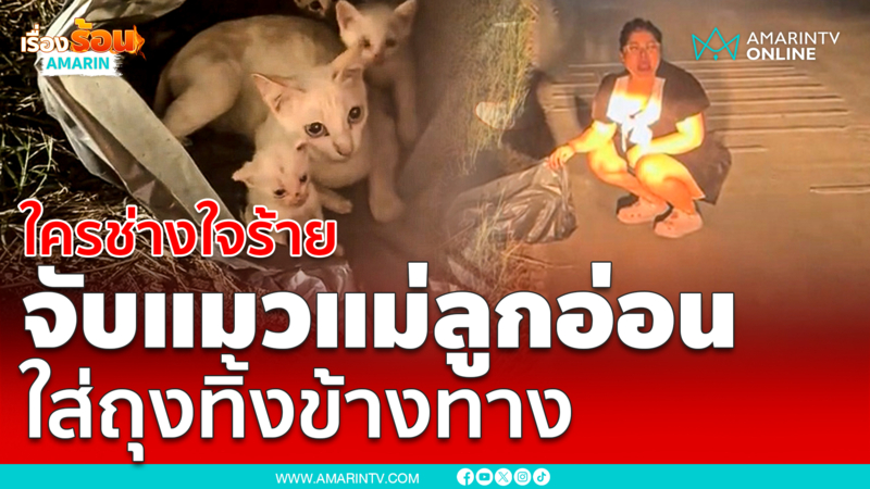 สงสารน้อง ใครช่างใจร้าย จับแม่แมว และลูกๆ 3 ตัว ใส่ถุงขยะ ทิ้งข้างทาง