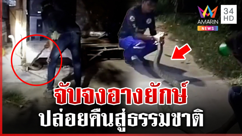 ระทึก! จนท.ไล่จับจงอางยักษ์ ก่อนนำไปปล่อยคืนสู่ธรรมชาติ