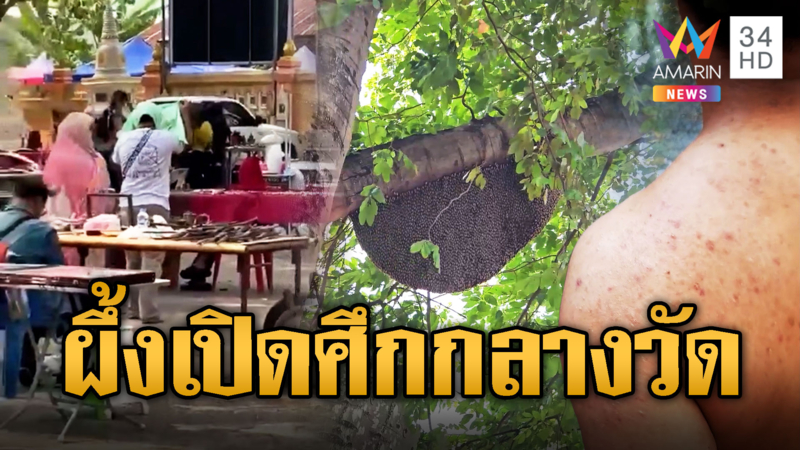 ผึ้งหลวง เปิดศึก! ผึ้งป่า ตีกันกลางวัด งานนี้มนุษย์ถูกลูกหลงเจ็บ