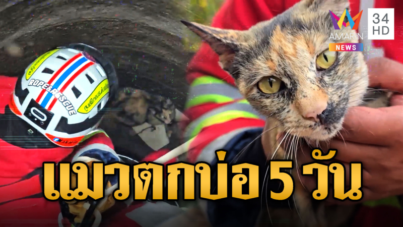 รอดแล้วลูก! กู้ภัยโรยตัวช่วยแมวตกบ่อนาน 5 วัน