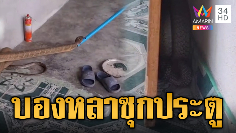 แอบยังไงให้ไม่เห็น บองหลา 4 เมตร หนีซุกประตูหลังบ้าน