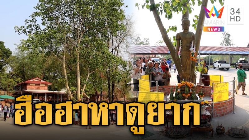ฮือฮาหาดูยาก ต้นโพสีทอง ชาวบ้านแห่ถู แถมเจอจอมปลวกเพิ่ม