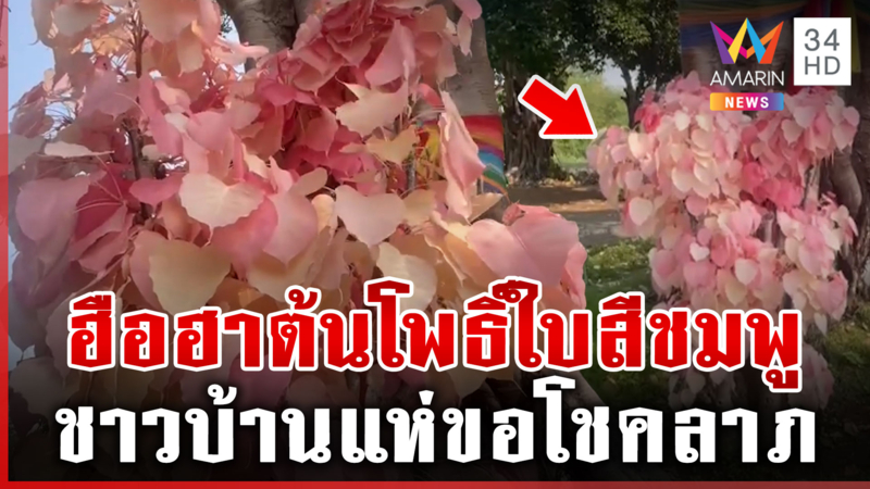 อัศจรรย์ต้นโพธิ์สีชมพู ออกใบสะพรั่ง ชาวบ้านแห่ขอโชคลาภ