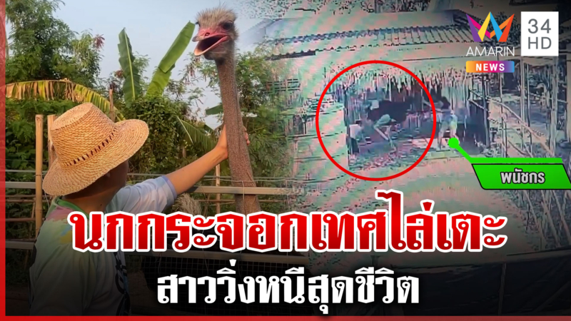 วิ่งหนีสุดชีวิต นกกระจอกเทศไล่เตะเจ้าของเจ็บ คาดหวงตัวเมีย