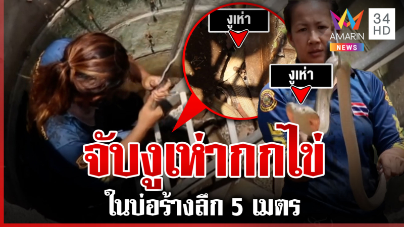 งูเห่าตัวกกไข่ในบ่อร้าง เผยคนสวนนำข้าวโรยให้กินก่อนแจ้งกู้ภัยจับ