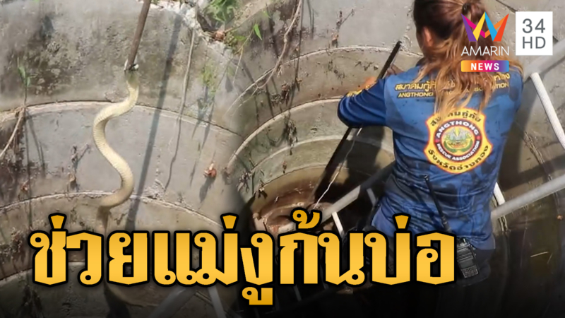 กู้ภัยใจดีปีนลงก้นบ่อ ช่วยแม่งูเห่ากกไข่ 7 ฟอง 