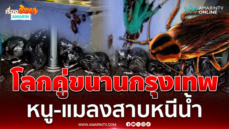 หนู-แมลงโผล่เพียบหนีน้ำท่วมเมืองกรุง