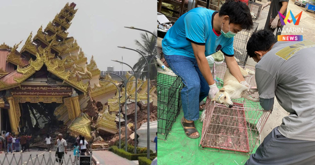 ชีวิตที่ไม่ถูกมองข้าม เร่งช่วยสัตว์เลี้ยงในเมียนมาหลังแผ่นดินไหวรุนแรง