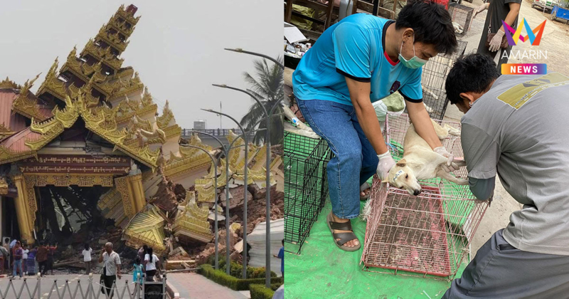 ชีวิตที่ไม่ถูกมองข้าม เร่งช่วยสัตว์เลี้ยงในเมียนมาหลังแผ่นดินไหวรุนแรง