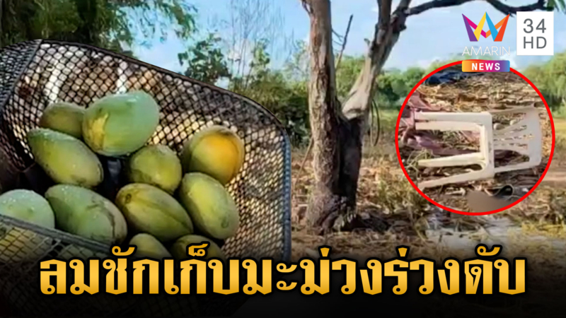 หนุ่มโคราช พลาดตกเก้าอี้เก็บมะม่วงร่วงดับ