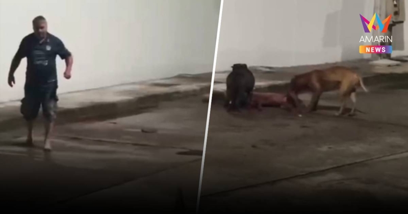 เพื่อนบ้านผวา! ฝรั่งโหดยืนดู 2 พิตบูลขย้ำหมาชาวบ้านดับอนาถ
