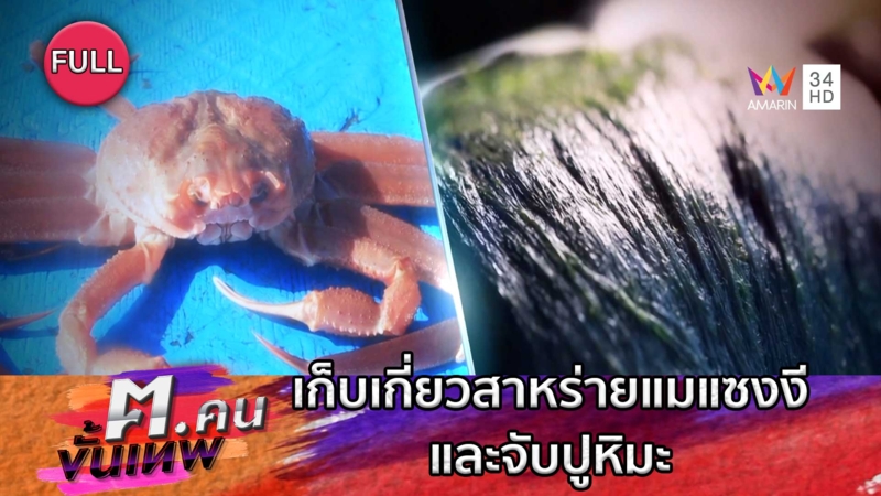 เก็บเกี่ยวสาหร่ายแมแซงงี(สาหร่ายน้ำเค็ม)และจับปูหิมะ | ฅ.คนขั้นเทพ