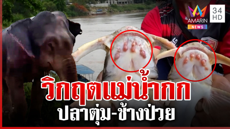 เปิดผลสุ่มตรวจปลาตุ่ม สางวิกฤตสารพิษใน "แม่น้ำกก"