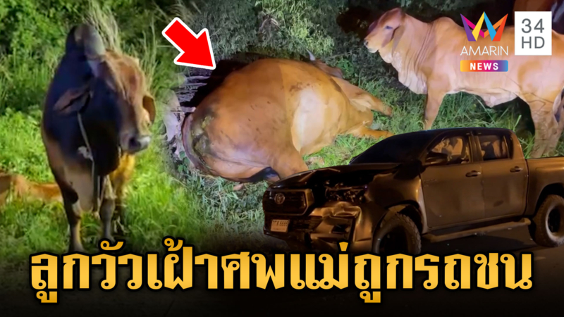 เศร้า!! ลูกวัวเศร้าเฝ้าซากแม่ ถูกกระบะซิ่งชนดับ