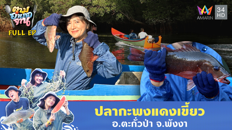 ปลากะพงแดงเขี้ยว อ.ตะกั่วป่า จ.พังงา