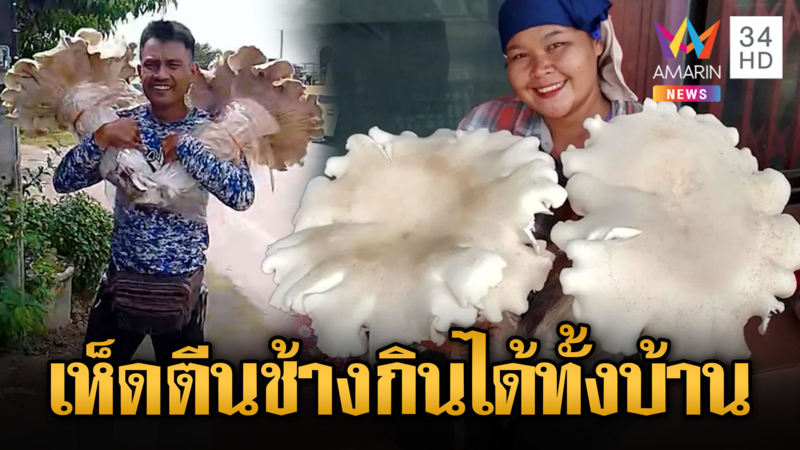 ฮือฮาในตำนาน! "เห็ดตีนช้าง"ใหญ่สมชื่อ