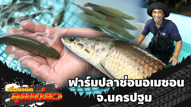 เรื่องเด็ดลุยเดี่ยว | บุกฟาร์ม ปลาช่อนอเมซอน จ.นครปฐม