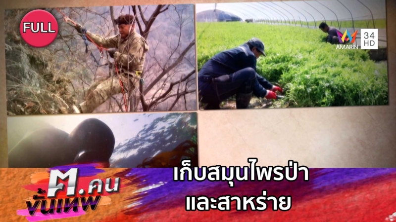 เก็บสมุนไพรป่าและสาหร่าย | ฅ.คนขั้นเทพ