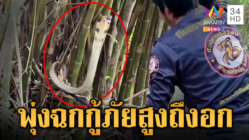 จงอางหวงไข่ พุ่งฉกกู้ภัยสูงถึงอก