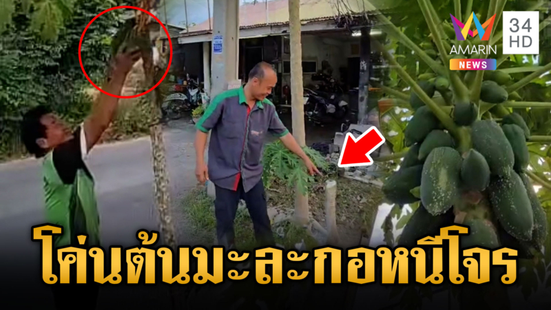 หนุ่มหิวส้มตำ ขับกระบะลักมะละกอ เจ้าของฟันทิ้ง