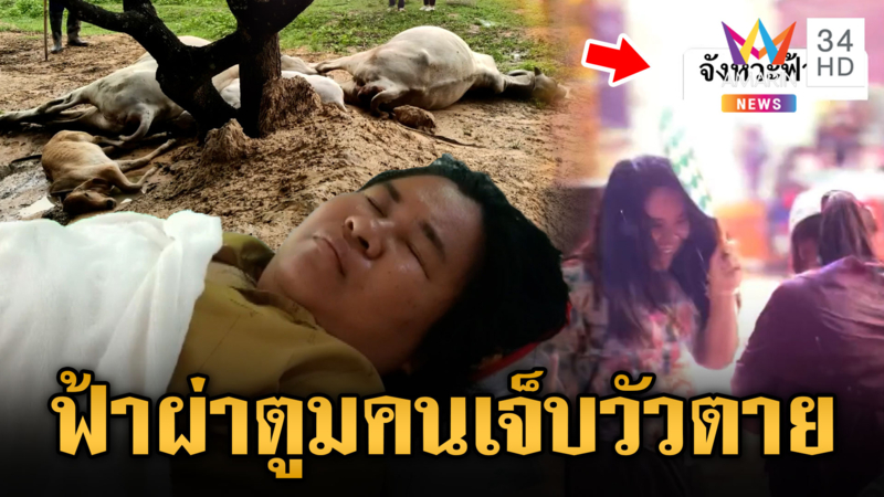ระทึกฟ้าผ่า 2  เหตุการณ์ คนเจ็บ แต่วัวไม่รอด